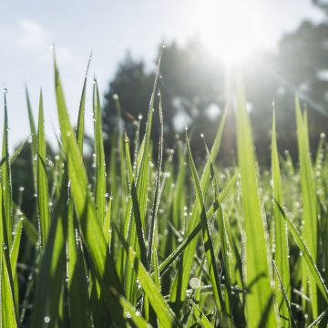 Agriculture & Garden